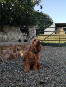 a brown dog sitting on the ground next to a grill at The Barn Square Island in Pembroke
