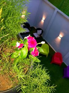 Una planta con flores rosas en una habitación con sillas. en Résidence touristique marcadal, en Fort de lʼEau 25 fotos más