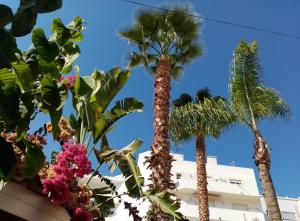 drie palmbomen en bloemen voor een gebouw bij Casa Rustica - Courtyard House in Olhão