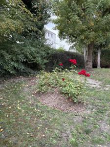 a garden with red flowers in the grass at Rozenhof - Appartement au coeur d'Armentieres in Armentières