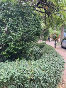 a large green bush next to a street at Premium Ruhiges ganzes Apartment 90 m 2 Schlafzimmer große Küche Wohnzimmer in Duisburg