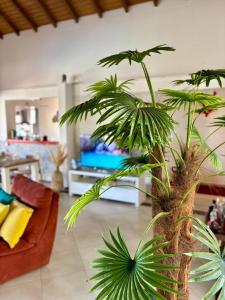 a palm tree in the middle of a living room at Villa Iséa - Piscine privée & Terrasse Vue Mer in Le Gosier +40 photos