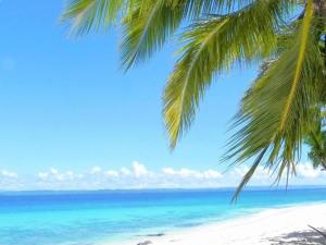 a palm tree hanging over a beach with the ocean at On-the-beach JADE's BEACH VILLA 별장 Lapu-lapu Olango 별장 in Lapu Lapu City