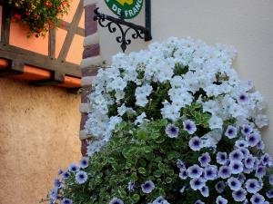a bunch of white flowers in a pot on a wall at Maison Alsacienne Historique avec Parking à Ammerschwihr - FR-1-744-23 in Ammerschwihr +1 photo