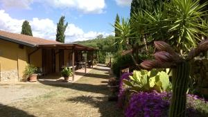 un giardino con un cactus e fiori di fronte a una casa di Agriturismo Podere Mulinaccio a Ribolla