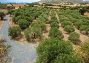 an aerial view of a plantation of trees at L'oliveto in Nuxis