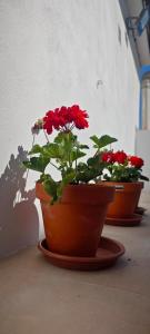 two pots of red flowers sitting on a floor at La Casa de Antonina in Castilblanco de los Arroyos