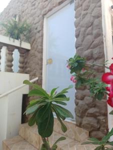 a plant sitting in front of a door at Hostel Goiabeiras in Cuiabá