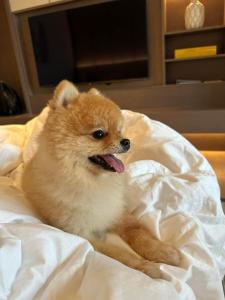 Domácí mazlíčci ubytovaní s hosty v ubytování Mika Wedding's Room