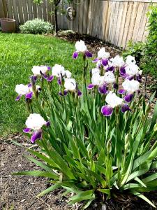 Zahrada ubytování Charming Inner City Home