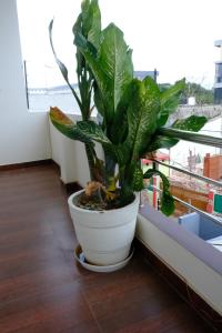 a plant in a white pot on a balcony at Hotel Ram Janki Inn Ayodhya in Ayodhya