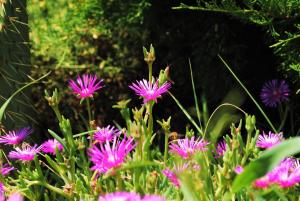 Jardín al aire libre en Edelveis Guest House