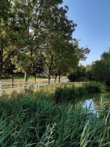 a field of tall grass next to a pond at Mini-lejlighed med køkken - deler bad og toilet med nabolejlighed 1 in Asperup