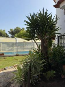 a palm tree in a yard next to a building at Moinho da Saudade in Alcabideche
