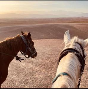 two horses standing in a field with the desert at Agafay désert excursions tours in El Karia