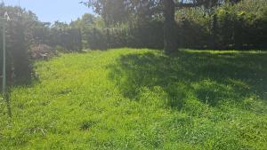 a field of green grass with a tree in it at L'epicéa in Thury +1 photo