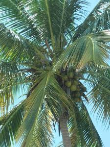 a palm tree with a bunch of green coconuts on it at Villa Flamboyan with pool in Camuy