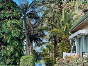 a group of palm trees next to a house at Chambres d'hôtes aux Avirons - Séjour créole authentique - FR-1-786-67 in Ravine Sèche