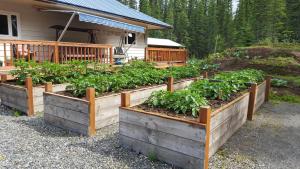 托克Cook's Place的花园,花园内有几个装满蔬菜的木箱