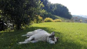 Domácí mazlíčci ubytovaní s hosty v ubytování Agriturismo Lemire