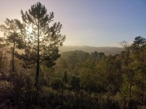 ein Baum mitten im Wald, die Sonne scheint in der Unterkunft Casa Rural Galaroza La Bella in Galaroza + 27 Fotos
