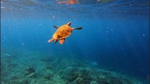 a turtle swimming over a reef in the ocean at Kondo Villa in Labuhanpandan