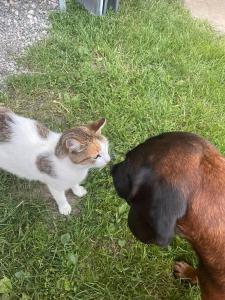 Fotografie z fotogalerie ubytování Schneiderhof v destinaci Weerberg