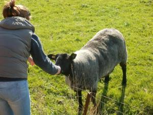Una donna sta accarezzando una mucca in un campo di Nice Holidays a Pellworm Altre 23 foto