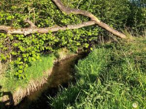 a branch with green plants on the side of a river at 4 person holiday home in Haderslev-By Traum in Diernæs