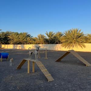 Φωτογραφία από το άλμπουμ του Naseem Farm Escape - dog-friendly camp site σε á¸¨aÅŸat al BidÄ«yah +24 φωτογραφίες
