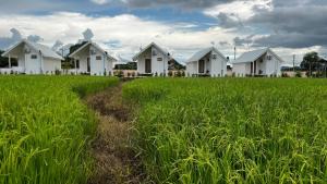 a row of white houses in a field of grass at Tiny house homestay & cafe 5 units in Ban Mai Lao Yao