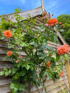 a plant on the side of a house with orange flowers at Mustard Pot Cottage in Eye