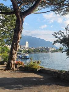 a tree next to a body of water with buildings at appartement confortable en centre ville in Montreux