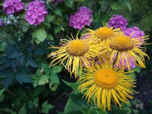 6 person holiday home in Hejls في Hejls: مجموعة من الزهور الصفراء في الحديقة