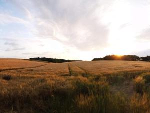 6 person holiday home in Hejls في Hejls: حقل من العشب البني مع الشمس في السماء