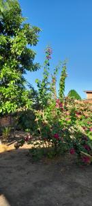 Taman di luar Sítio Amazônia Cop30 +3 gambar