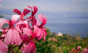 Fotografie z fotogalerie ubytování Apartment Bugenvilija v destinaci Lovran