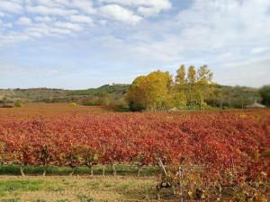 Příroda nedaleko apartmánu + 50 fotografií