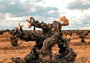 Fotografie z fotogalerie ubytování El Refugio v destinaci Fuenmayor