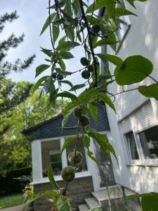 Κήπος έξω από το Ferienwohnung am Wald und Hannover Stadt, Contactless Check -in, free parking, +36 φωτογραφίες