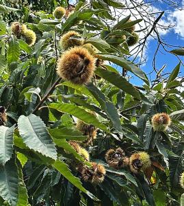 ein Baum voller üppiger Früchte in der Unterkunft Ciury's Etna Holidays in Trecastagni