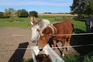 two horses eating food from a trough behind a fence at Ferienwohnung "Feldblick" Schuhmacher in Gützkow