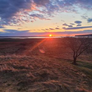 a tree in a field with the sunset in the background at Sunrise by the Sea in Lubec