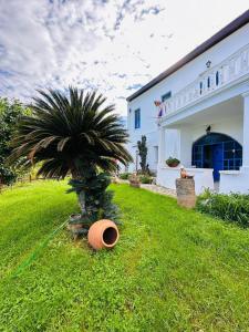 a palm tree in the grass next to a building at MAVI KONAK Deluxe Rooms & Suits in Kérynia