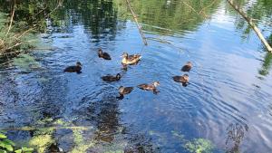 Animale la sau în apropiere de această pensiune +88 fotografii