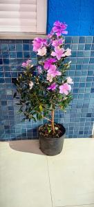 Φωτογραφία από το άλμπουμ του Ap2 30 minutos de gramado com vaga centro igrejinha σε Igrejinha