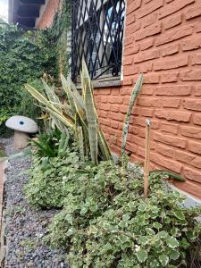 a garden with plants in front of a brick building at Noah House Ezeiza in Ezeiza +2 photos
