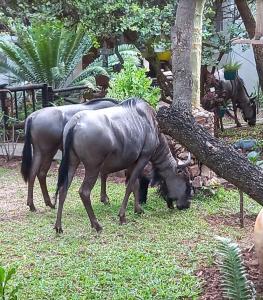 a group of animals grazing on grass next to a tree at Panthera Lodge in Marloth Park