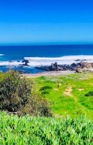un campo verde con l'oceano sullo sfondo di tiny house frente al mar a Guaquen