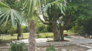un par de palmeras en un parque en Le Domaine de Canesse, en Saint-Ciers-de-Canesse